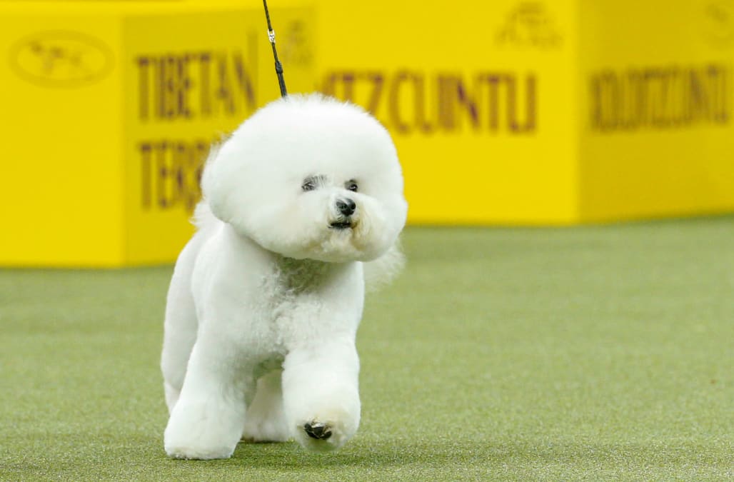 westminster dog show 2018 toy group